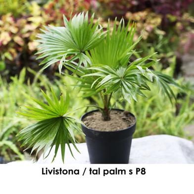 Brikkho Hat Tal Palm | Livistona Plant image