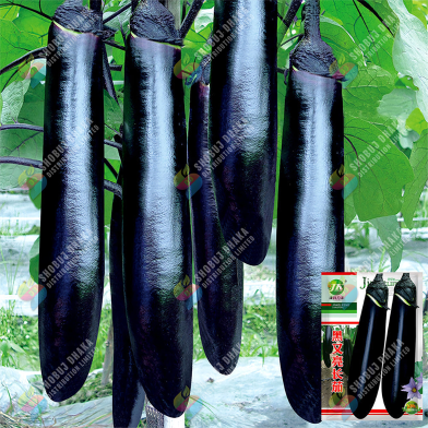 Thick And Tender Long Eggplant Seeds Re-Pack - 0.1gm image
