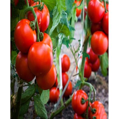 Tomato Seed image