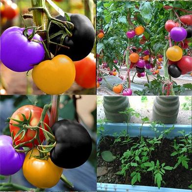 Tomato Seeds Mixed image