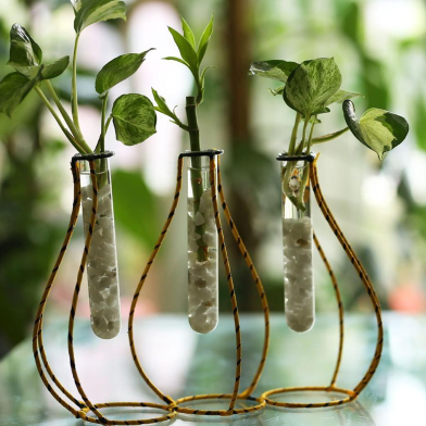 Tres Pitcher Shape Metal Stand With Test Tube Manjula Pothos x1, Lucky Bamboo (1 head), Golden Pothos x1 image