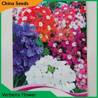Verbena Flower Seeds image