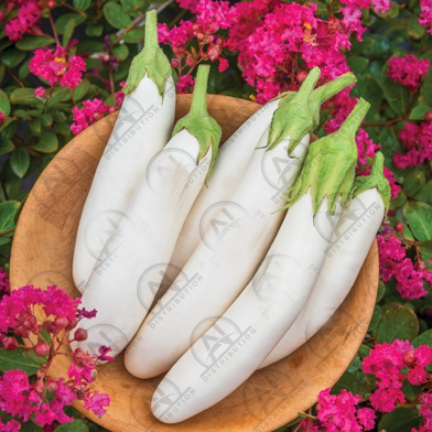 White Eggplant SEEDS Re-Pack image