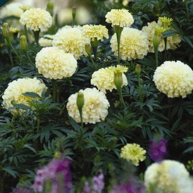 White Marigold Seed image