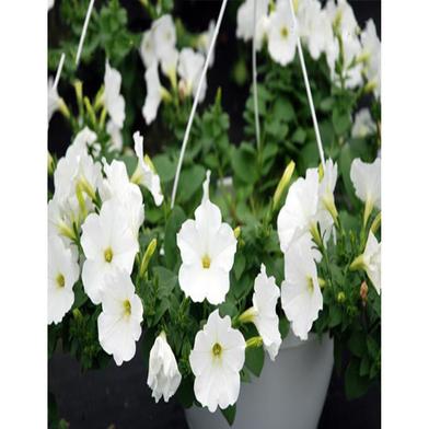 White Petunia Seed image