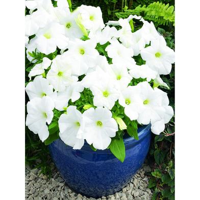 White Petunia Seed image