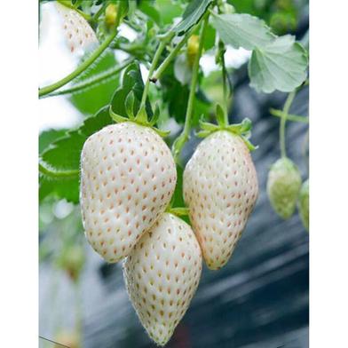 White Strawberry Seed image