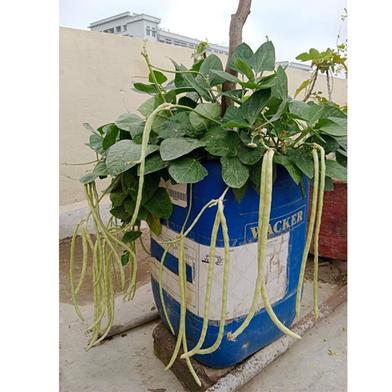 Yardlong bean Seed Green image