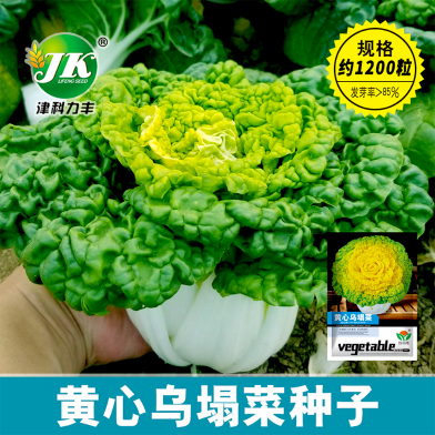 Yellow Cabbage Seeds Imported Seeds Re-Pack - 10 pcs image