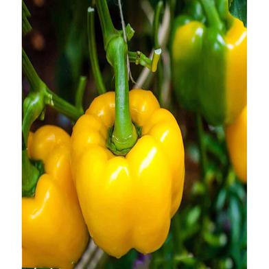 Yellow Capsicum Seed image