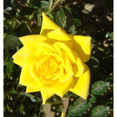 Yellow Rose Seed image