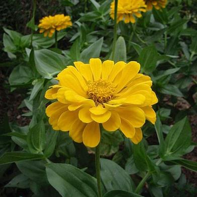 Yellow Zinia Seed image