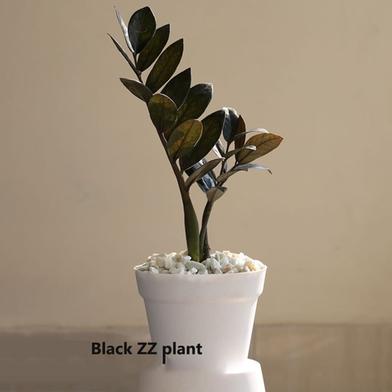Brikkho Hat ZZ Black Plant with Plastic Pot image