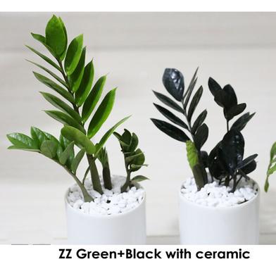 Brikkho Hat ZZ Green And ZZ Back with Ceramic Pot image