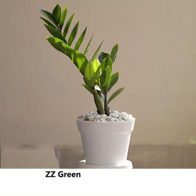 ZZ Plant Green With 10 inch plastic pot image