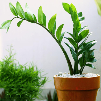ZZ plant V shape 6 inch image