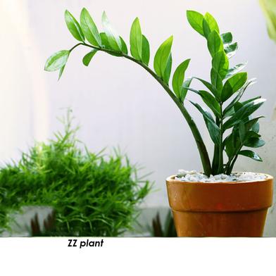ZZ plant V shape 6 inch image