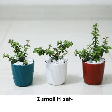 Brikkho Hat Z Plant Tri Set (3 Plants) image