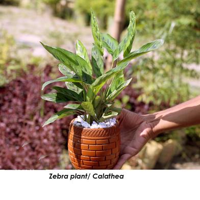 Zebra Plant With 6 inch clay pot image