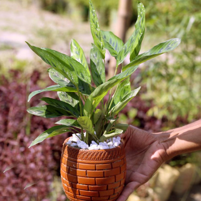 Zebra Plant With 6 inch clay pot image