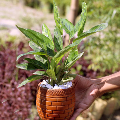 Zebra Plant Without pot image