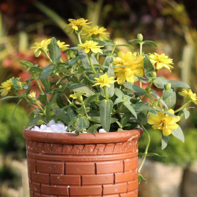 Zinnia Yellow With 6 inch clay pot image