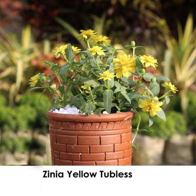 Zinnia Yellow With 6 inch clay pot image