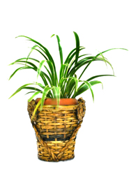 Bamboo Plant Tob (PC-7213) image