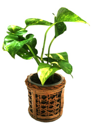 Pen Holder Plant Tob (PC-7216) image