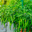20 Type Vegetable and spicy seed Combo offer image