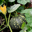 20 Type Vegetable and spicy seed Combo offer image