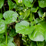 20 Type Vegetable and spicy seed Combo offer image