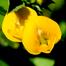 4 Color Mix Exclusive Oporajita Flower Seeds 5 Pcs image