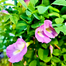 4 Color Mix Exclusive Oporajita Flower Seeds 5 Pcs image