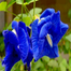 4 Color Mix Exclusive Oporajita Flower Seeds 5 Pcs image