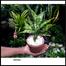 Brikkho Hat Aglaonema Snow White With 10 Inch Plastic Pot Small image
