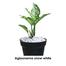 Brikkho Hat Aglaonema Snow White With 12 Inch Plastic Pot Medium image