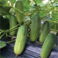 All Season Cucumber Seeds image