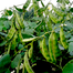 All Season Kartika Shim Seeds image