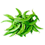 All Season Kartika Shim Seeds image
