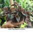 Brikkho Hat Angel Wings Begonia With 10 Inch Plastic Pot image