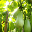 BARI-12 KG Begun Seeds (Eggplant Seeds) - 0.1gm image