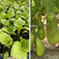 BARI-12 KG Begun Seeds (Eggplant Seeds) - 0.1gm image