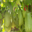 BARI-12 KG Begun Seeds (Eggplant Seeds) - 0.1gm image