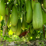 BARI-12 KG Begun Seeds (Eggplant Seeds) - 0.1gm image