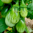 BARI-4 Begun/ Eggplant/ Brinjal Seeds Re-Pack BADC - 20 pcs image