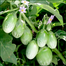 BARI-4 Begun/ Eggplant/ Brinjal Seeds Re-Pack BADC - 20 pcs image