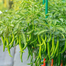 Baromasi Hybrid Super Spicy Chili seeds Re-pack - 1gm image