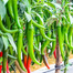 Baromasi Hybrid Super Spicy Chili seeds Re-pack - 1gm image