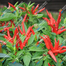 Baromasi Hybrid Super Spicy Chili seeds Re-pack - 1gm image